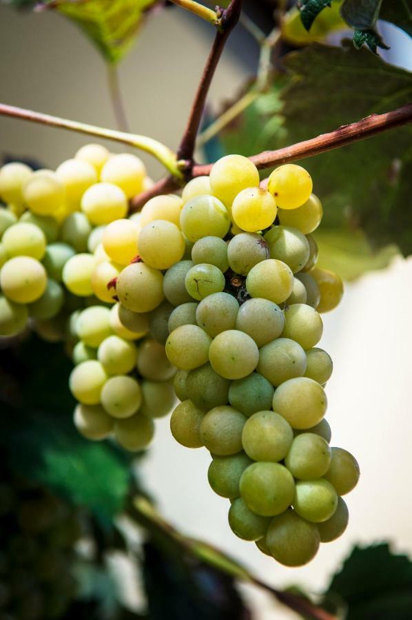 فيلا Pr'Jernejc Agroturism ليسْتْسي المظهر الخارجي الصورة